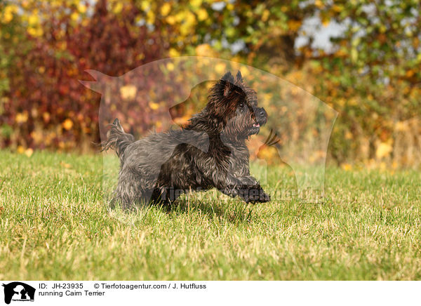running Cairn Terrier / JH-23935