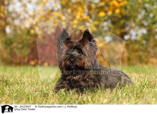 lying Cairn Terrier / JH-23937