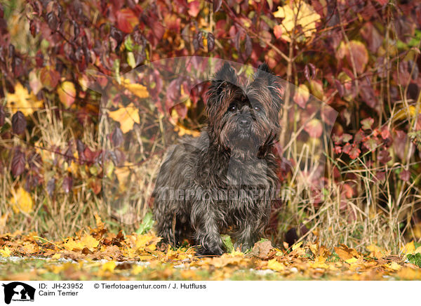 Cairn Terrier / JH-23952