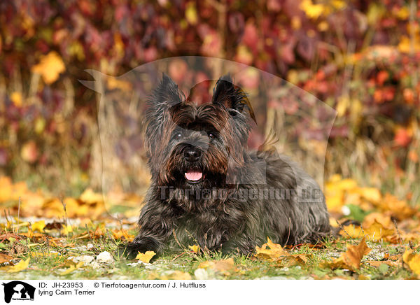 lying Cairn Terrier / JH-23953