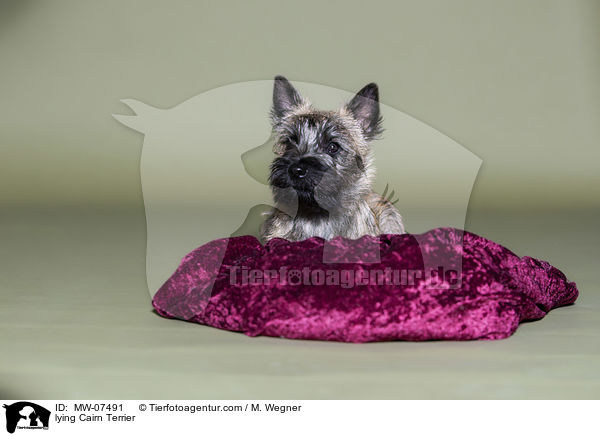lying Cairn Terrier / MW-07491