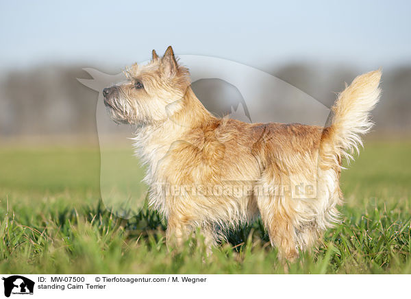 standing Cairn Terrier / MW-07500