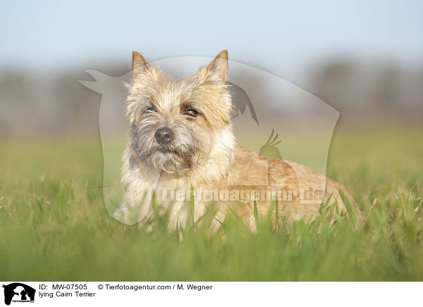 lying Cairn Terrier / MW-07505