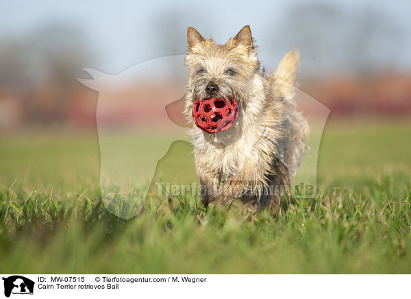 Cairn Terrier retrieves Ball / MW-07515