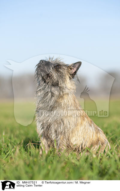 sitting Cairn Terrier / MW-07521