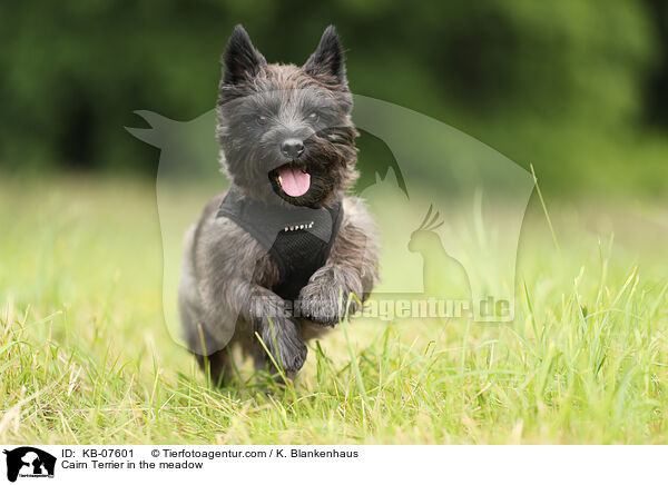 Cairn Terrier in the meadow / KB-07601