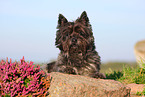 Cairn Terrier