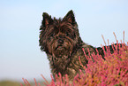 Cairn Terrier Portrait