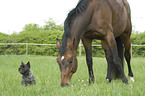 dog and horse