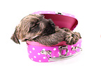 Cairn Terrier Puppy