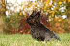 sitting Cairn Terrier