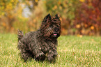 running Cairn Terrier