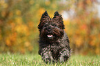 running Cairn Terrier