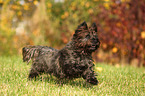 running Cairn Terrier