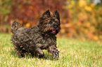 running Cairn Terrier