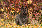 Cairn Terrier