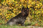 sitting Cairn Terrier