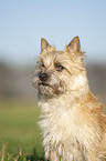 Cairn Terrier Portrait