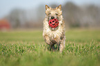 Cairn Terrier retrieves Ball