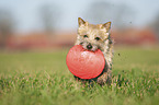 Cairn Terrier retrieves Frisbee