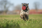 Cairn Terrier retrieves Ball