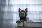 female Cairn Terrier