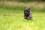 Cairn Terrier in the meadow