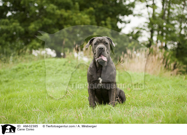 Cane Corso / AM-02385