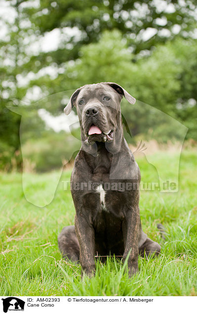 Cane Corso / AM-02393