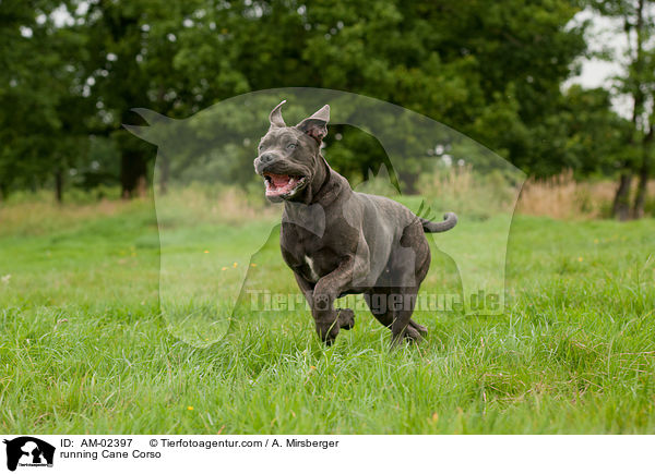 running Cane Corso / AM-02397
