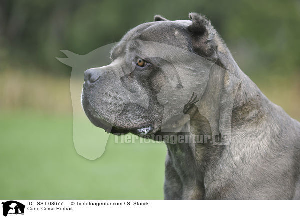 Cane Corso Portrait / Cane Corso Portrait / SST-08677