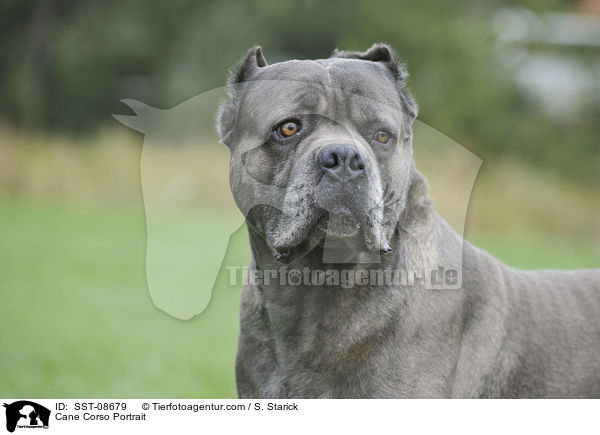 Cane Corso Portrait / Cane Corso Portrait / SST-08679