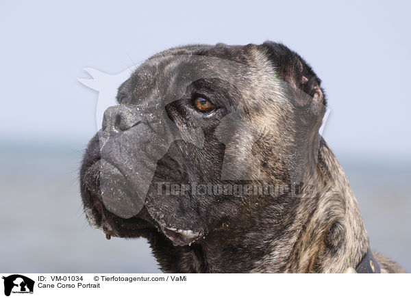 Cane Corso Portrait / Cane Corso Portrait / VM-01034