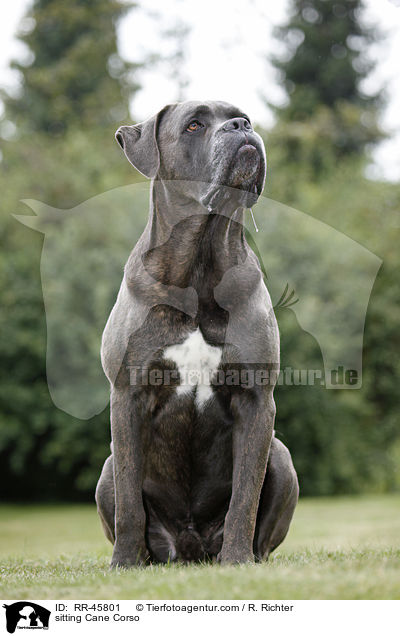 sitzender Cane Corso / sitting Cane Corso / RR-45801