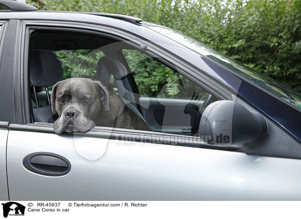 Cane Corso im Auto / Cane Corso in car / RR-45837