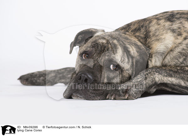 liegender Cane Corso / lying Cane Corso / NN-09286