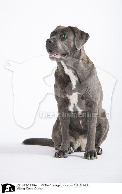 sitzender Cane Corso / sitting Cane Corso / NN-09294