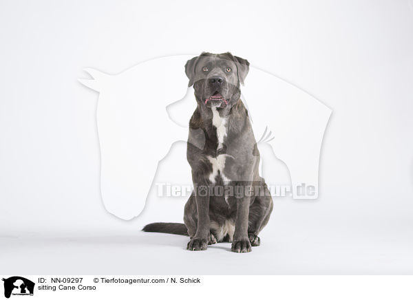 sitzender Cane Corso / sitting Cane Corso / NN-09297