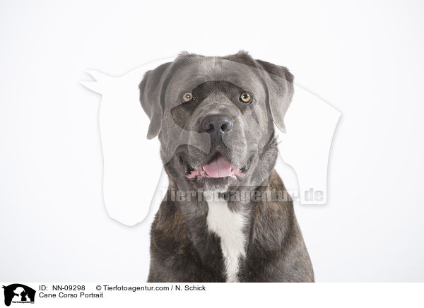 Cane Corso Portrait / Cane Corso Portrait / NN-09298
