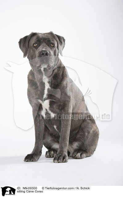 sitzender Cane Corso / sitting Cane Corso / NN-09300
