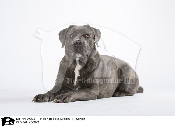 liegender Cane Corso / lying Cane Corso / NN-09303