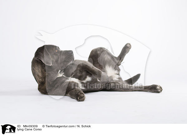liegender Cane Corso / lying Cane Corso / NN-09309