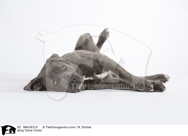 liegender Cane Corso / lying Cane Corso / NN-09310