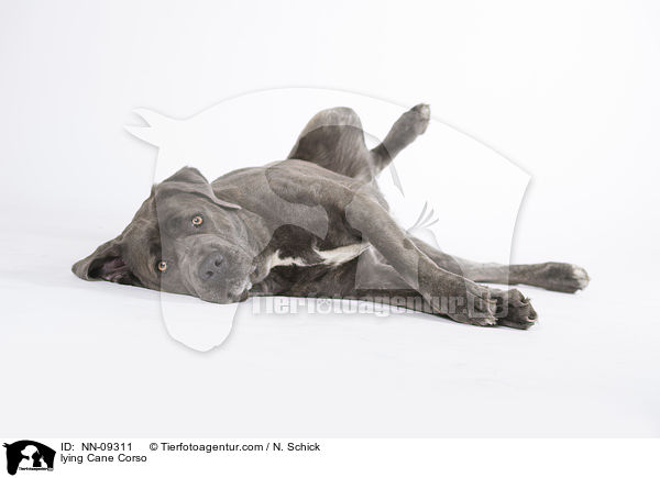 liegender Cane Corso / lying Cane Corso / NN-09311
