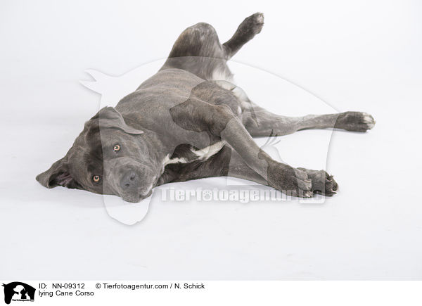 liegender Cane Corso / lying Cane Corso / NN-09312