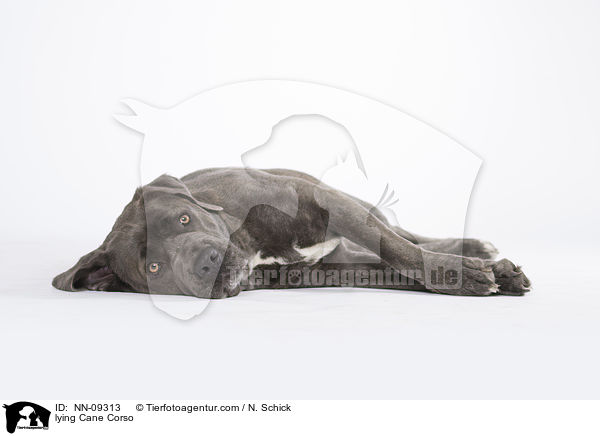 liegender Cane Corso / lying Cane Corso / NN-09313