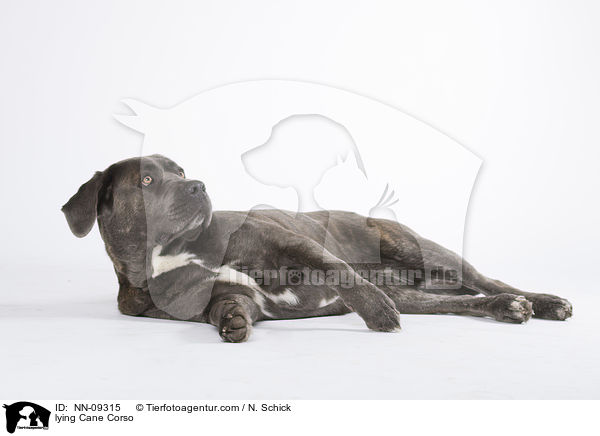 liegender Cane Corso / lying Cane Corso / NN-09315