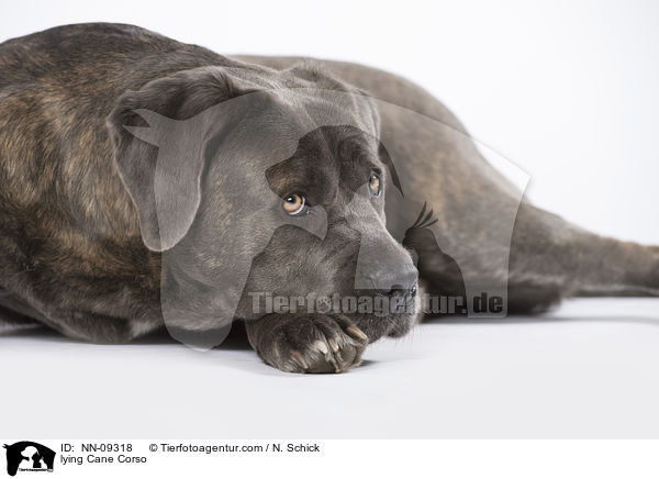 liegender Cane Corso / lying Cane Corso / NN-09318