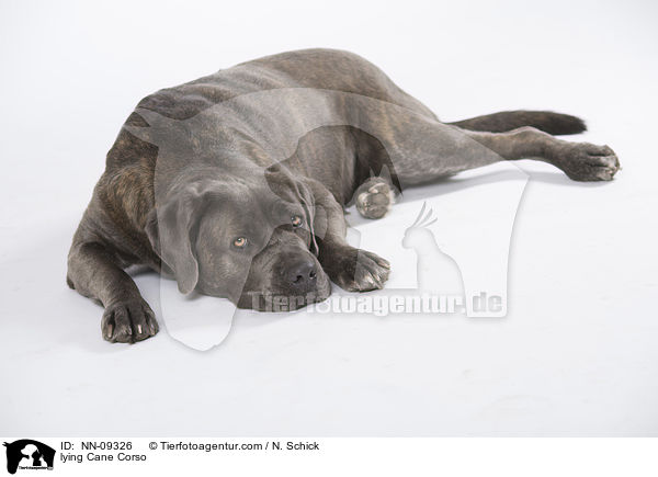 liegender Cane Corso / lying Cane Corso / NN-09326