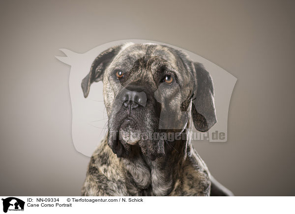 Cane Corso Portrait / Cane Corso Portrait / NN-09334
